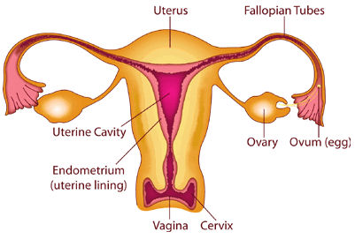 NovaSure (Endometrial Ablation): Uterus Diagram